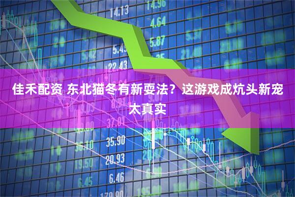 佳禾配资 东北猫冬有新耍法？这游戏成炕头新宠太真实